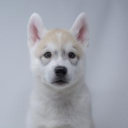 Cinder - Fully Health Tested Parents - Gray and white male Siberian Husky puppy in Los Angeles, California from Limitless Huskies