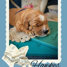 Hawkes - Apricot male Goldendoodle puppy in Coarsegold, California from Hobbit Hollow Acres