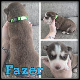 Fazer - Red and white male Siberian Husky puppy in Wheeler, Michigan from Haase Family Kennels
