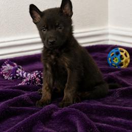 Dark tri color female - Black sable female Belgian Malinois puppy in Dallas, Texas from RoyalHaus Malinois