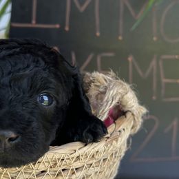 Moana - Black Poodle puppy in Valdosta, Georgia from Posh Poodles