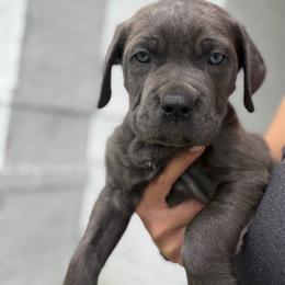 Female - Gray brindle female Cane Corso puppy in Sandia, Texas from OneTime Cane Corso