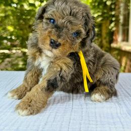 Bernedoodle and Poodle Puppies from Plum Valley Pups