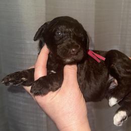 Jasmine - Phantom female Poodle puppy in Prosperity, Pennsylvania from Stelladoodles & Company