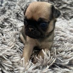 George - Fawn male Pug puppy in Greeneville, Tennessee from Bear Mountain Farms