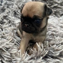 George - Fawn male Pug puppy in Greeneville, Tennessee from Bear Mountain Farms
