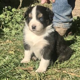 Australian Shepherd Puppies from Wild Souls Australian Shepherds