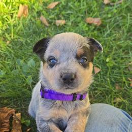Sidra - Blue female Australian Cattle Dog puppy in Canton, Pennsylvania from DNB Heelers