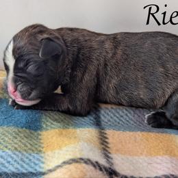 Riese - Brindle male Boxer puppy in Mountain Home, Idaho from LJK Boxers & Toy Aussies