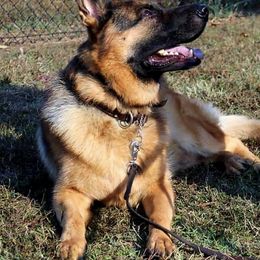 German Shepherds from End of the Trail Farm & Kennels
