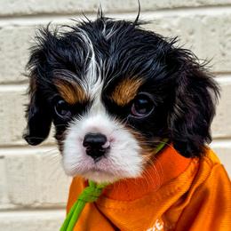 Bernedoodles, Bernese Mountain Dogs, Cavalier King Charles Spaniels, and Goldendoodles from Adventure Doodles Of East TN