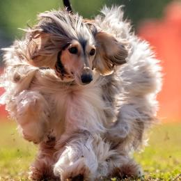Afghan Hounds from Royal Legacy