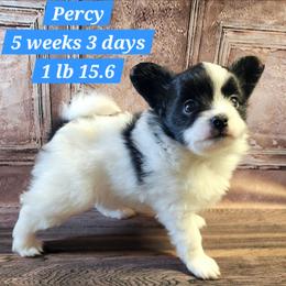 Percy - Black and white male Companion Cross puppy in Davenport, Washington from Lovely Ladies and Little Asses Miniature Equines (L3A Pomeranians & Papillons)