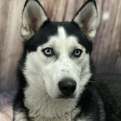 Sasha - Siberian Husky