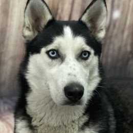 Sasha - Siberian Husky