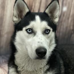 Sasha - Siberian Husky
