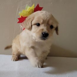Goldendoodle and Golden Retriever Puppies from Servant Kennel