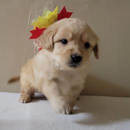 Goldendoodle and Golden Retriever Puppies from Servant Kennel