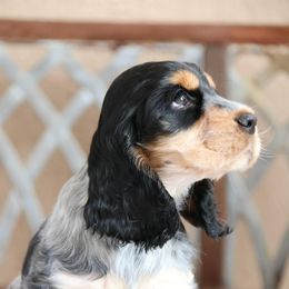 English Cocker Spaniel Puppies from Bellaluna