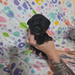 Female 3 - Black female Cane Corso puppy in Mason City, Illinois from Red Wood Cane Corso