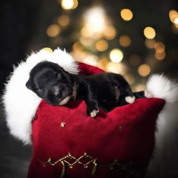 Skye - Black female Miniature Schnauzer puppy in Magalia, California from NorCal Schnauzers