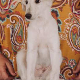 Borzois and Silken Windhounds from Gwen Little's Borzois and Silken Windhounds