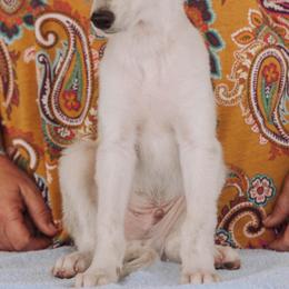 Borzois and Silken Windhounds from Gwen Little's Borzois and Silken Windhounds