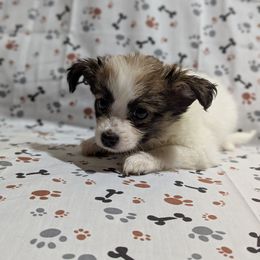 Girl 5 - Red white and sable female Papillon puppy in Joshua, Texas from Summertime Kennels