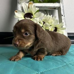 Popcorn - Chocolate and tan male Dachshund puppy in Gilbertsville, Kentucky from DeLaunes Dachshunds