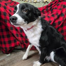Dixie - Border Collie
