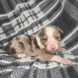 Bear - Red merle male Border Collie puppy in Gary, Indiana from Lake Ridge Border Collies