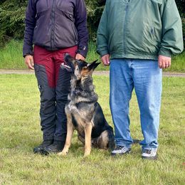 Anya - German Shepherd