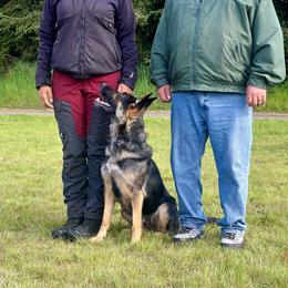 Anya - German Shepherd