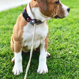 American Staffordshire Terrier Puppies from Liberty Am Staffs