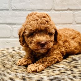 No collar girl - Red  female Goldendoodle puppy in San Augustine, Texas from Vintage Doodles