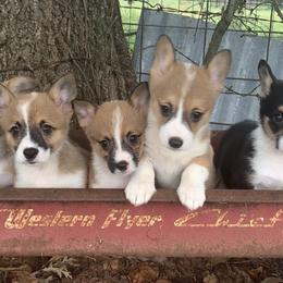 Border Collie and Pembroke Welsh Corgi Puppies from Whisenhunt Farms