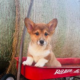 Turkey - Sable male Pembroke Welsh Corgi puppy in Sheldon, Missouri from Clearsky Corgis