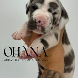 Nyxx - Harlequin female Great Dane puppy in Michigan from Ohana Great Danes of Michigan
