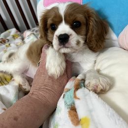 Perrion - Blenheim female Cavalier King Charles Spaniel puppy in North Bay Village, Florida from Cynthia's Cavaliers
