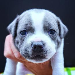 Ivory - White female Staffordshire Bull Terrier puppy in Dallas, Texas from Wild Blue Staffords