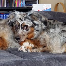 Tank - Miniature Australian Shepherd