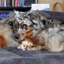 Tank - Miniature Australian Shepherd