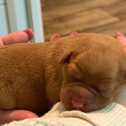 Elm - Yellow male Labrador Retriever puppy in North Chesterfield, Virginia from Lake Crystal Farms Labradors