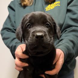 Black - Black female Labrador Retriever puppy in Middleton, New Hampshire from Tag Hollow