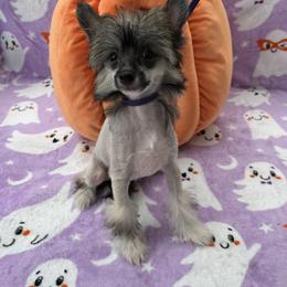 Female 1-Brunch - Black white and tan female Chinese Crested puppy in Ocala, Florida from Jumping Jacks Russells