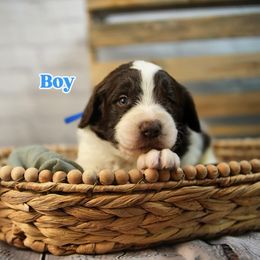 Blue Collar - Parti male Assorted Doodle Crosses puppy in Elma, New York from Newfiedoodles of WNY