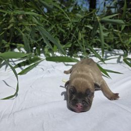 Perseus - Blue fawn male American Bully puppy in Perryville, Maryland from Household 6 Bullies, LLC