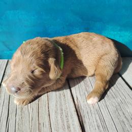 Max - Caramel cream male Labradoodle puppy in Apache Junction, Arizona from Loving Doodle