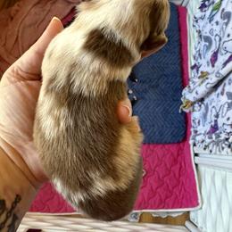 Bronze - Red merle male Miniature Australian Shepherd puppy in Gatesville, Texas from Southern Promise Aussie’s