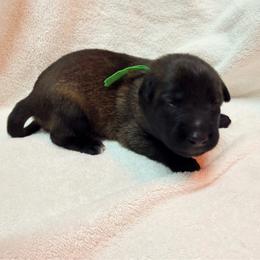 Green Collar - Fawn sable male Belgian Malinois puppy in Trenton, Georgia from Laeknir K9